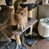 Maine-Coon Katze Bonny sucht liebevolles Zuhause 