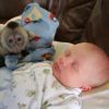 Kapuzineraffenbabys und Affenzubehör zu verkaufen